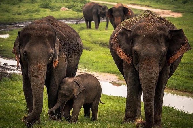 Udawalawe National Park Safari with Private Driver-Jeep and Enter ticket - The animals you may see