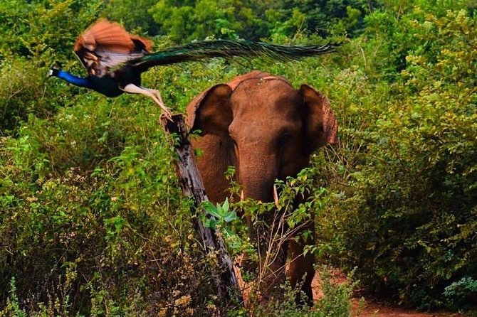 Udawalawe National Park Safari with Private Driver-Jeep and Enter ticket - What makes the full day worth the extra hours