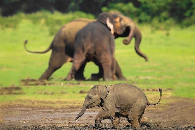 Udawalawe National Park Safari with Private Driver-Jeep and Enter ticket - Price, group size, and overall value