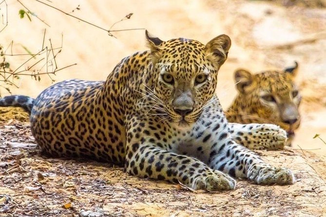 Udawalawe National Park Safari with Private Driver-Jeep and Enter ticket - Who should book this Udawalawe safari