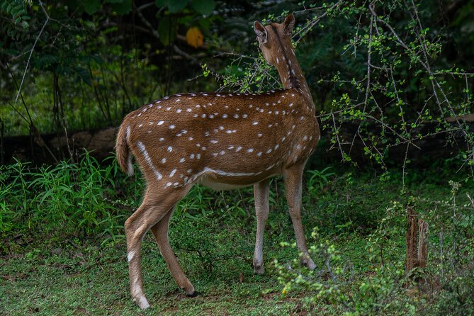 Udawalawe National Park Wildlife Safari Tours - Why Udawalawe is a good safari choice