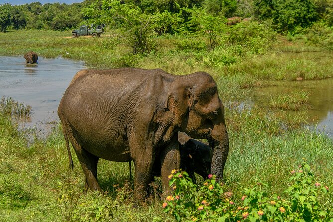 Udawalawe National Park Wildlife Safari Tours - A private jeep makes the day more flexible