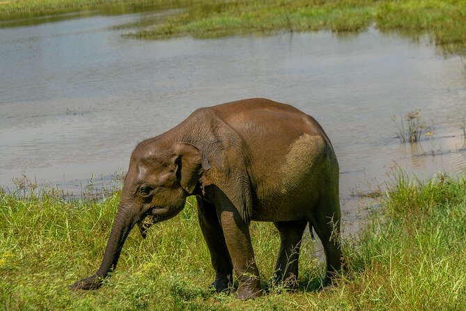 Udawalawe National Park Wildlife Safari Tours - The guide can shape the quality of the safari