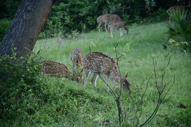 Udawalawe National Park Wildlife Safari Tours - Pickup and booking details that matter