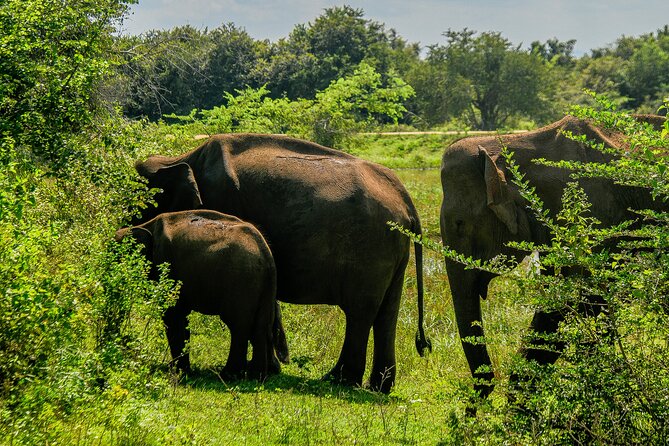Udawalawe National Park Wildlife Safari Tours - Who will get the most from this safari