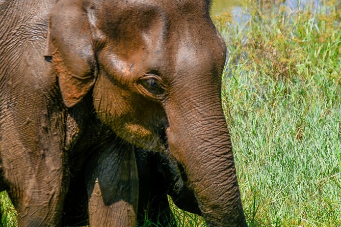 Udawalawe National Park Wildlife Safari Tours - What you may see beyond the elephants