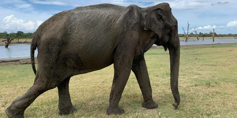 Udawalawe National park with Safari jeep & Entrance ticket - Why Udawalawe’s elephants are the main attraction