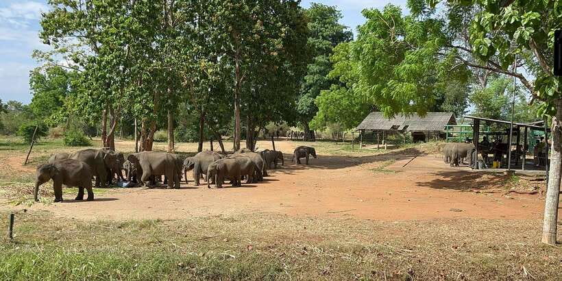 Udawalawe National park with Safari jeep & Entrance ticket - Pickup in Udawalawe keeps the morning simple
