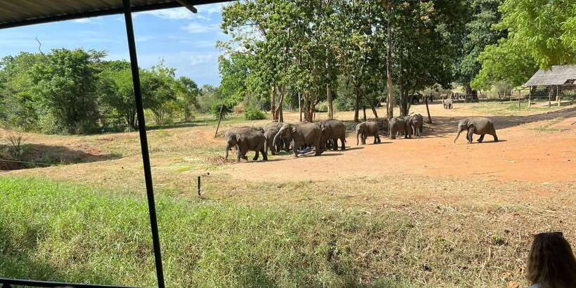Udawalawe National park with Safari jeep & Entrance ticket - Three hours of wildlife viewing at Udawalawe
