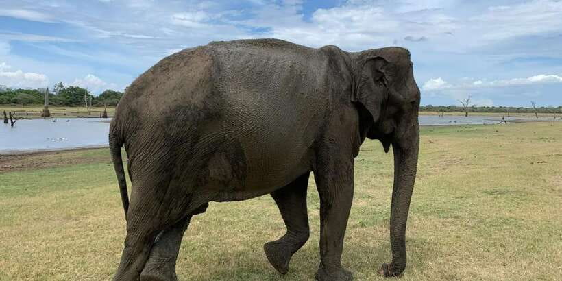 Udawalawe National park with Safari jeep & Entrance ticket - Weather, cancellation, and park rules