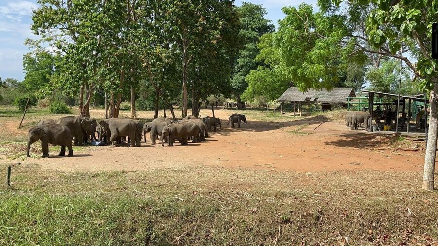 Udawalawe National park with Safari jeep & Entrance ticket - What to pack and how to prepare