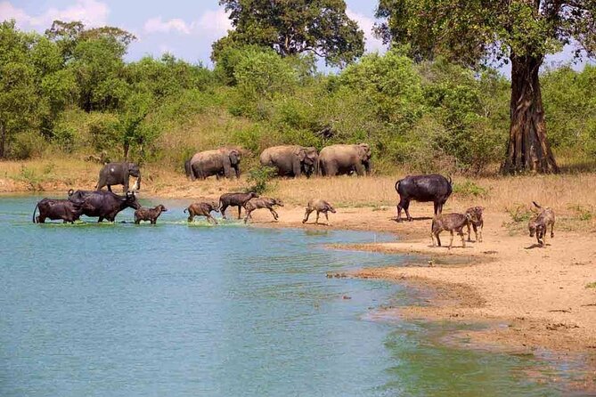 Udawalawe Safari Adventure - Why Udawalawe is a strong choice for elephant watching