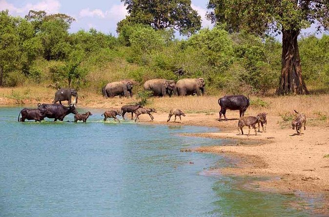 Udawalawe Safari Adventure - Wildlife beyond the elephants