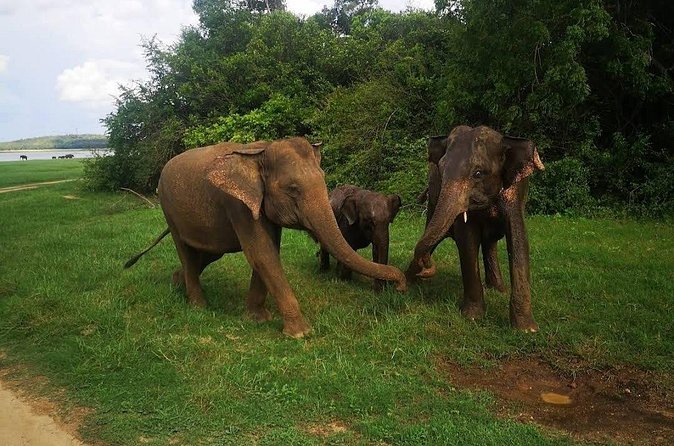 Udawalawe Safari Adventure - Early starts, rain, and the best time to ride