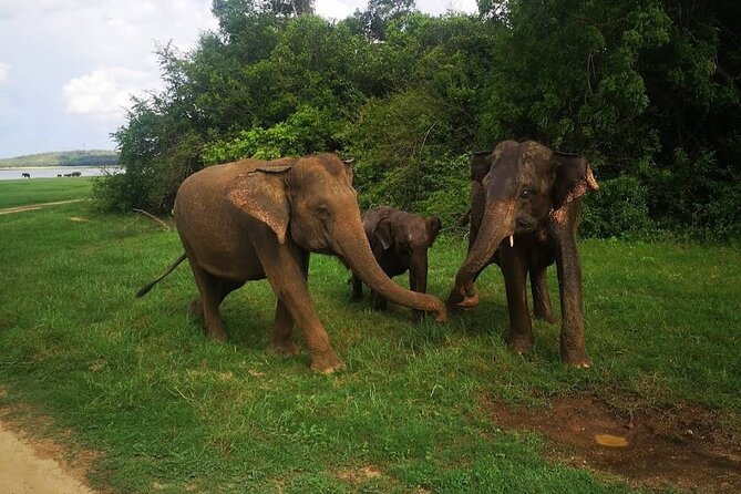 Udawalawe Safari Adventure - Who will get the most from this safari