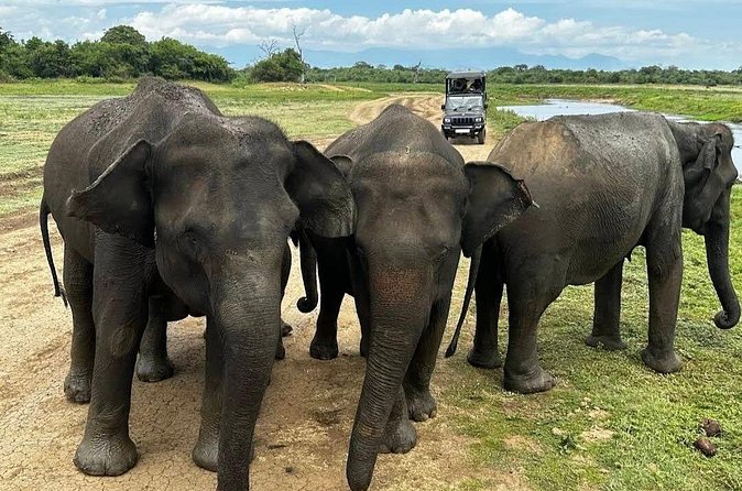 Udawalawe Safari Adventure - Booking details worth checking first