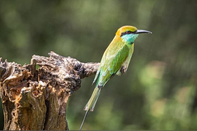 Udawalawe Safari Adventure - The guide can shape the whole safari