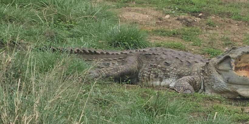 Udawalawe Safari Day Tour From Bentota/Aluthgama/Ahungalla - Key details before you book