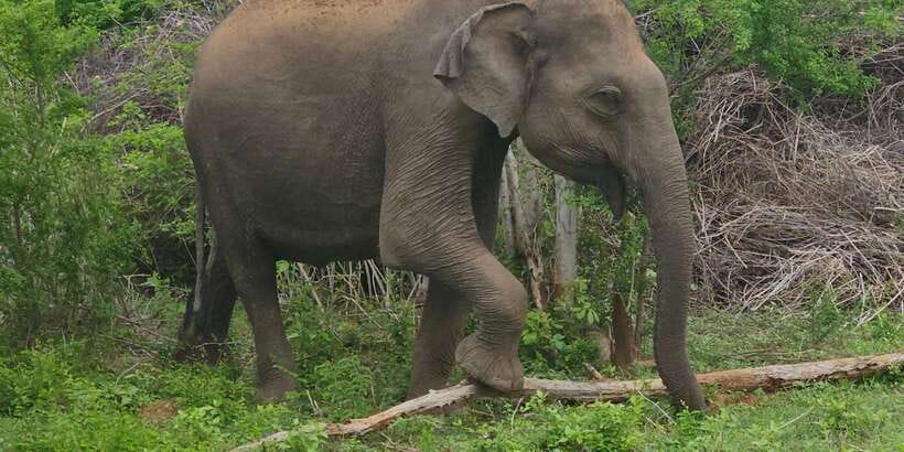 Udawalawe Safari Day Tour From Bentota/Aluthgama/Ahungalla - Why Udawalawe makes sense from the south coast