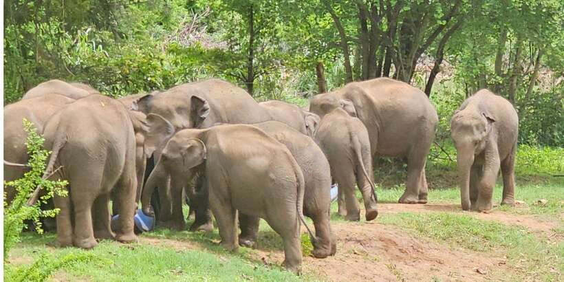 Udawalawe Safari Day Tour From Bentota/Aluthgama/Ahungalla - The Elephant Transit Home in 45 minutes