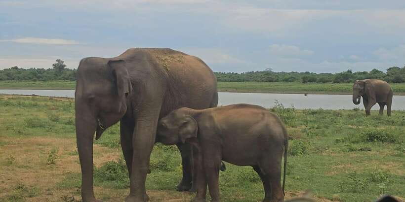 Udawalawe Safari Day Tour From Bentota/Aluthgama/Ahungalla - Lunch is a separate cost