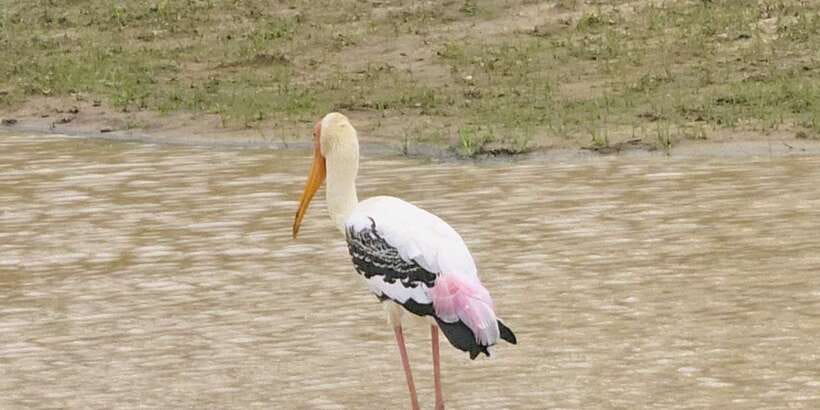 Udawalawe Safari Day Tour From Bentota/Aluthgama/Ahungalla - Morning or later start?