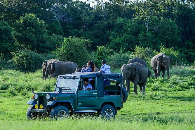 Udawalawe Safari Day Trip with Return Transport - All Inclusive - Key points to know before booking