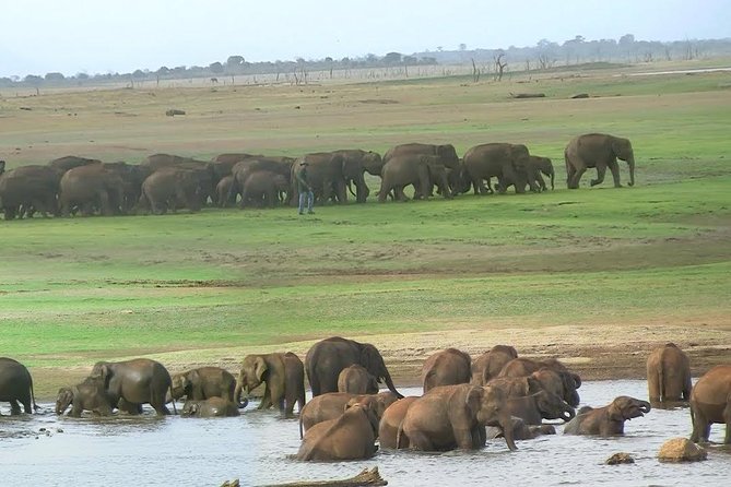 Udawalawe Safari DayTrip frm Bentota/Kalutara/Ahungalla/Hikkaduwa - Lunch, water, and what the $200 price covers