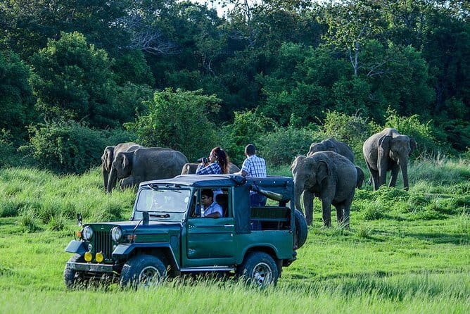 Udawalawe Safari & Elephant Orphanage visit from Hambantota port - Is $49 a good value?