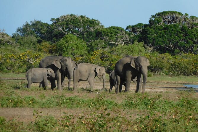 Udawalawe Safari & Elephant Orphanage visit from Hambantota port - Should you book the Udawalawe port safari?