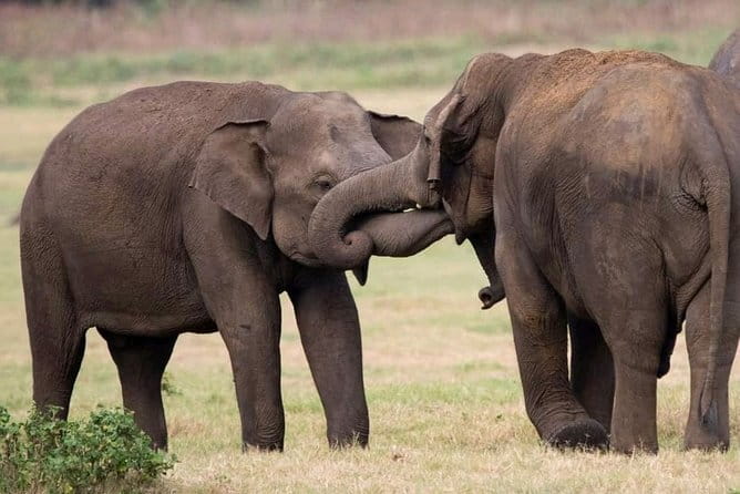 Udawalawe Safari & Elephants Orphanage tour from Hambantota port - The Elephant Transit Home Visit