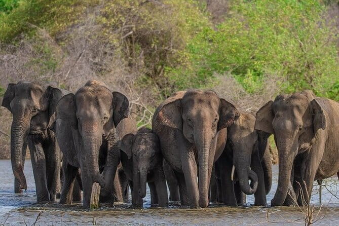 Udawalawe Safari & Elephants Orphanage tour from Hambantota port - The Toyota Hilux Jeep and Group Size
