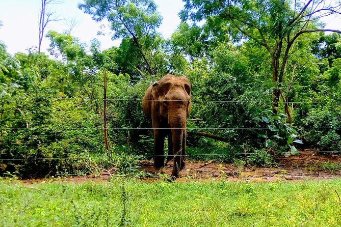 Udawalawe Safari - Private & Customize Tour - The 8 am start and the long road south