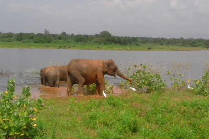 Udawalawe Safari - Private & Customize Tour - Elephants, birds, and the pleasure of waiting