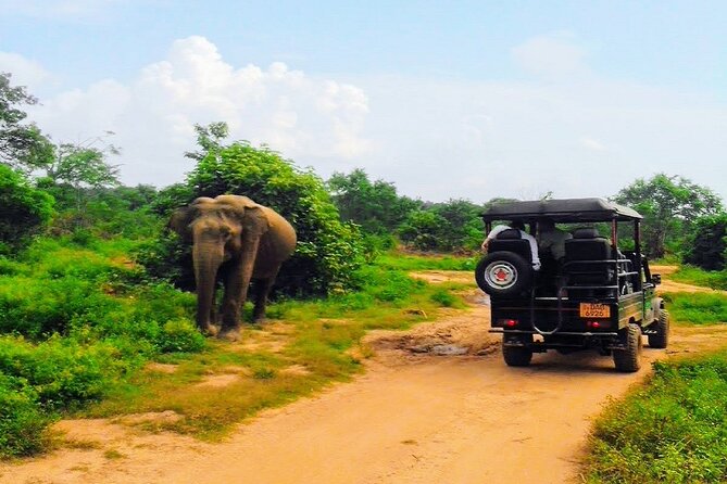 Udawalawe Safari - Private & Customize Tour - What the $110 price really covers