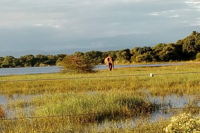 Udawalawe Safari - Private & Customize Tour - Who should book this safari
