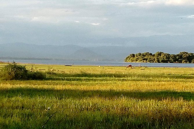 Udawalawe Safari - Private & Customize Tour - What the private jeep changes