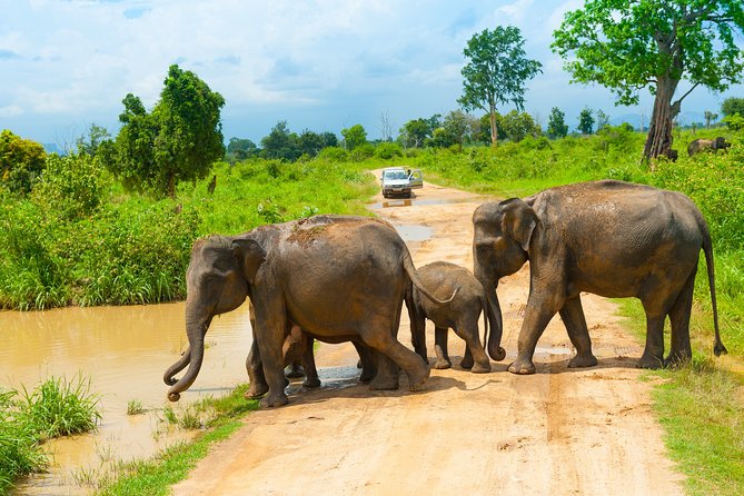 Udawalawe Safari Private Day Tour Kaluthara/Beruwala/Bentota/Kosgoda/Ahungalla - Birds worth watching between the big sightings