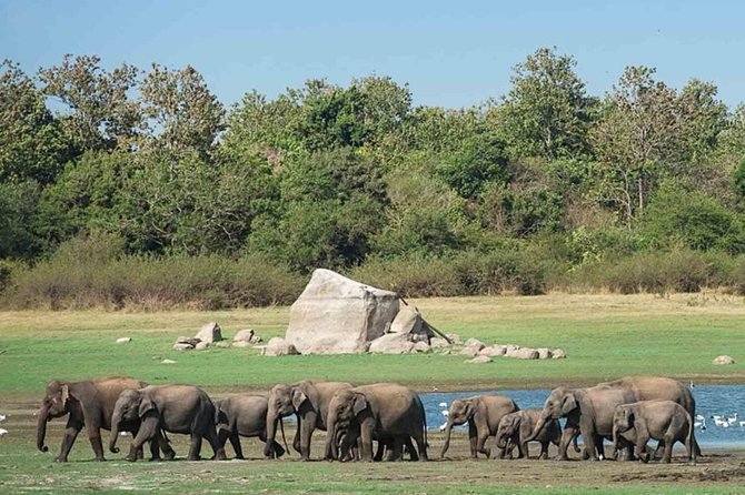 Udawalawe Safari Private Day Tour Kaluthara/Beruwala/Bentota/Kosgoda/Ahungalla - Comfort, communication, and group size