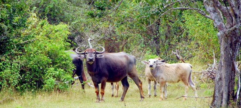 Udawalawe Safari Private Day Trip with Lunch - All Inclusive - Should You Book It?
