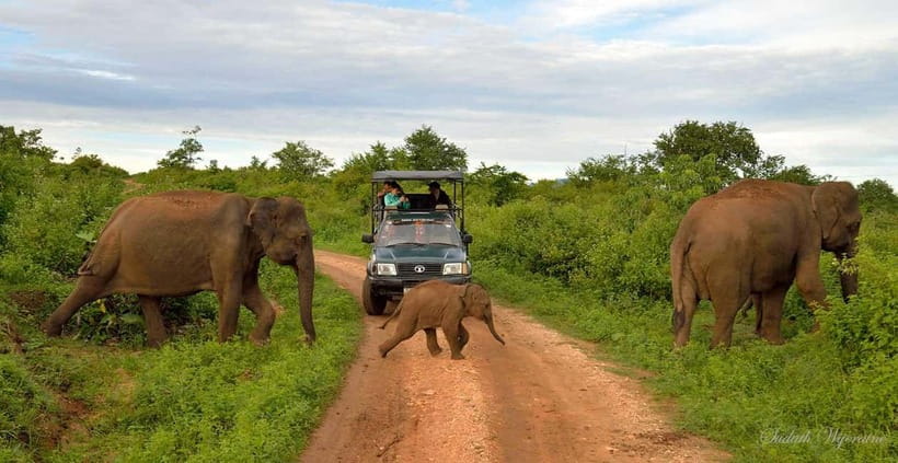Udawalawe Safari Private Day Trip with Lunch - All Inclusive - Choosing the 4:00am, 7:00am, or 11:00am Start
