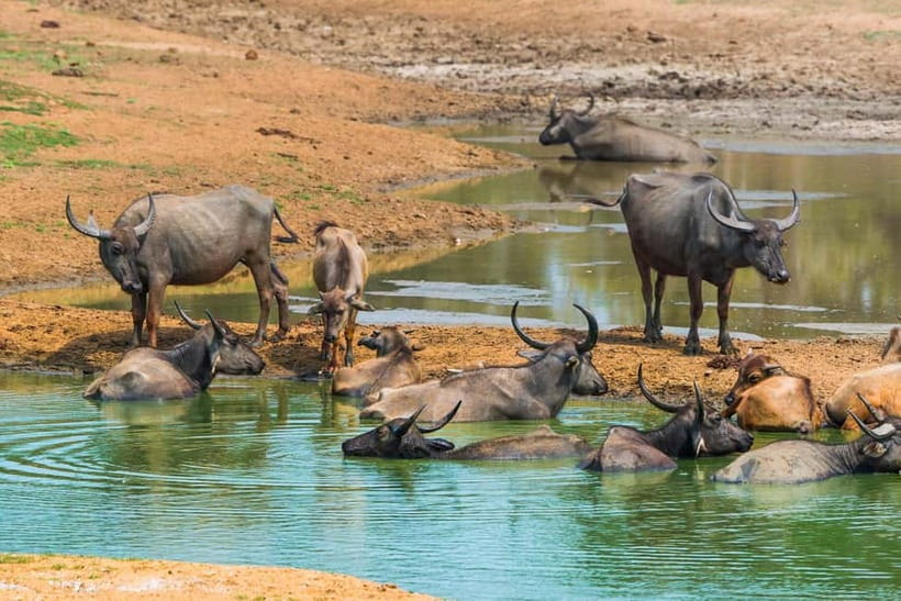 Udawalawe Safari Private Day Trip with Lunch - All Inclusive - What Makes the Elephant Transit Home Different