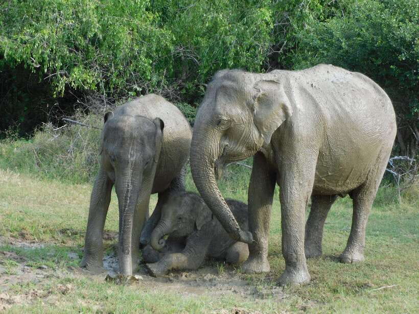 Udawalawe Safari Tour from Hambantota Port (Shore Excursion) - Comfort, guides, and the small practical details