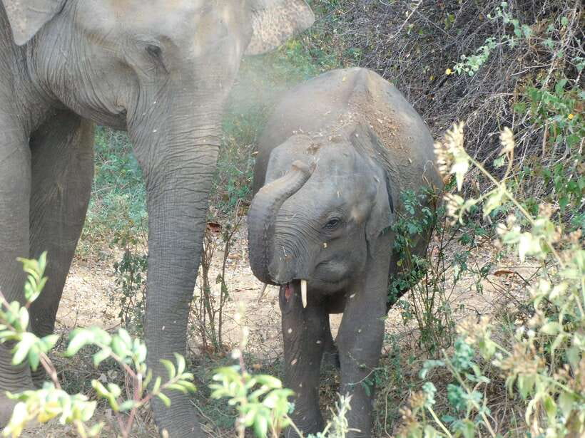 Udawalawe Safari Tour from Hambantota Port (Shore Excursion) - Is $67 a good value?