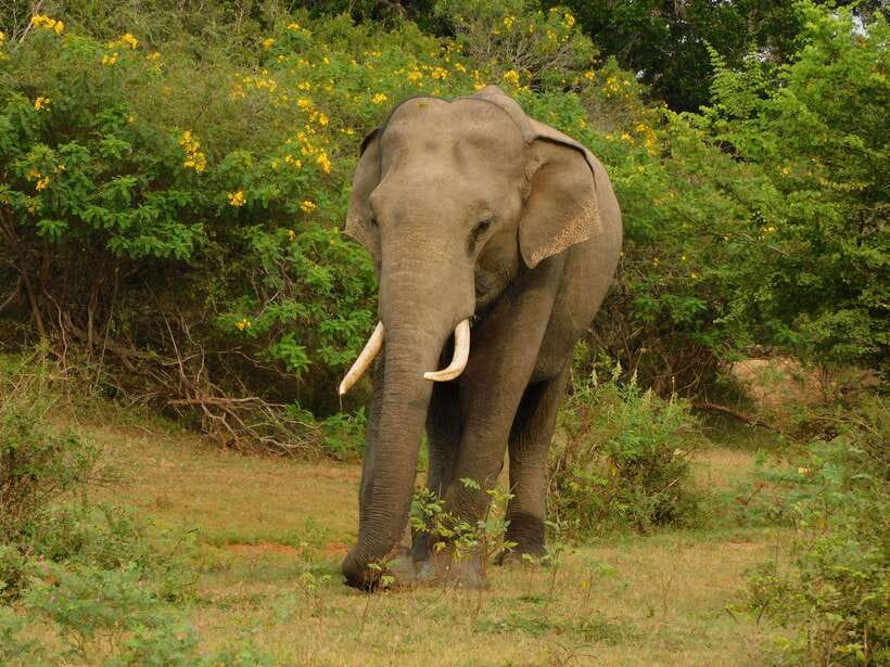 Udawalawe Safari Tour from Hambantota Port (Shore Excursion) - Who should book this safari?