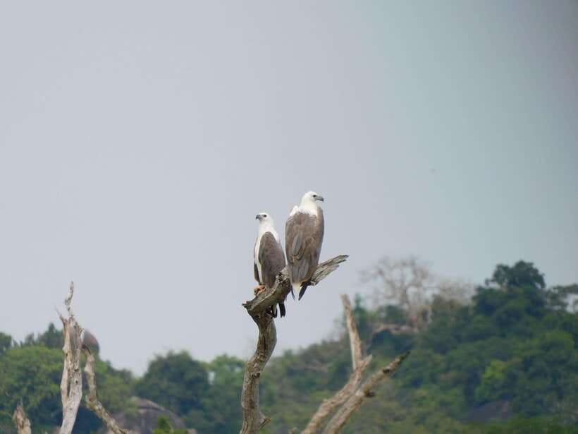 Udawalawe Safari Tour from Tissamaharama/Yala/Hambantota - FAQ