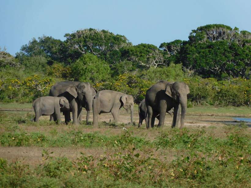 Udawalawe Safari Tour from Tissamaharama/Yala/Hambantota - The Elephant Transit Home after the park