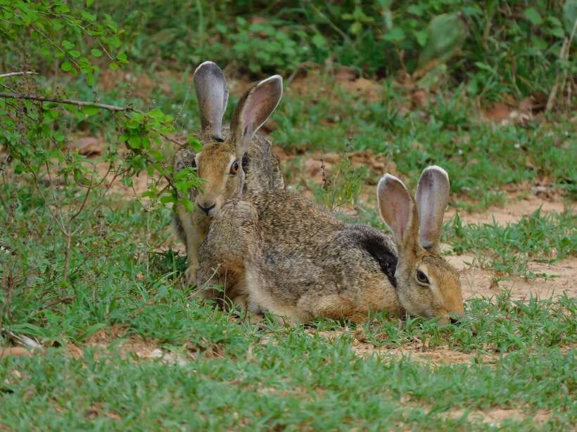 Udawalawe Safari Tour from Tissamaharama/Yala/Hambantota - Morning or evening: choosing the right start