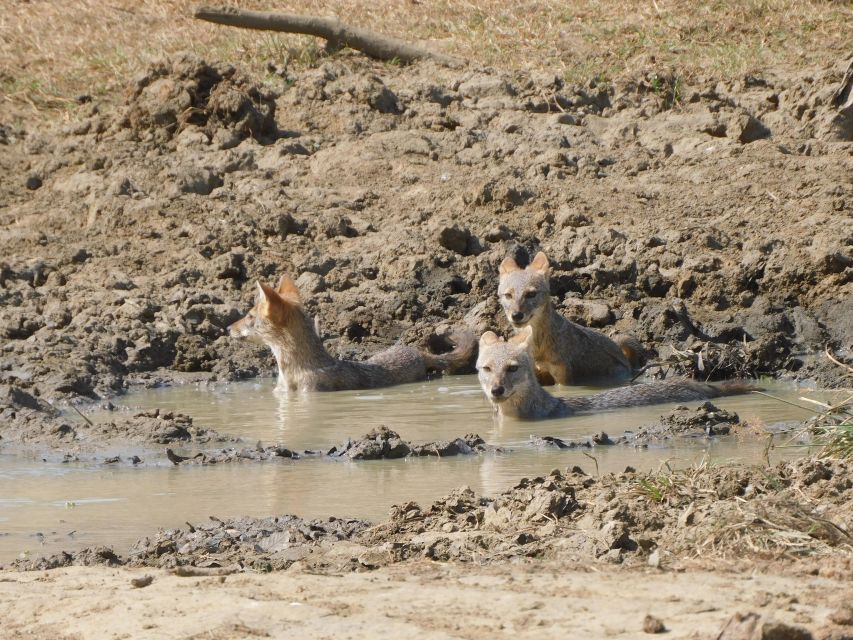 Udawalawe Safari Tour from Tissamaharama/Yala/Hambantota - Who will enjoy this safari most