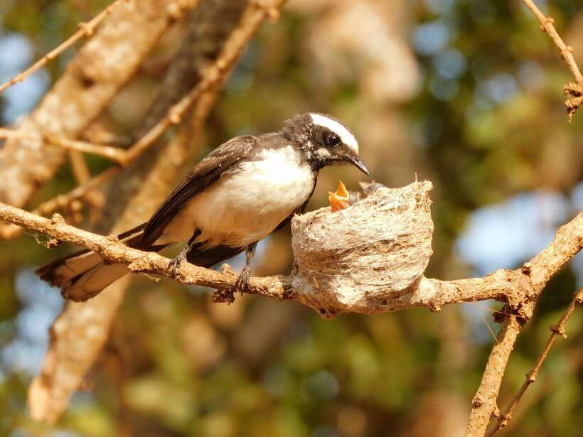 Udawalawe Safari Tour from Tissamaharama/Yala/Hambantota - Booking advice and final verdict